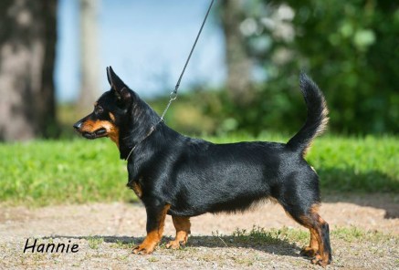 11041539_941589389213765_4109061791613963256_n