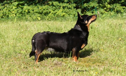 Bellsmond Princess Myheels kuva Eeva Teräväinen