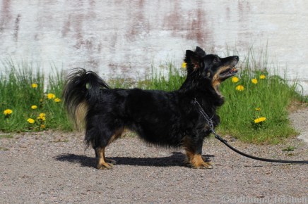 Jazz Home by the Sea kuva Johanna Jokinen