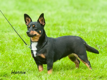 MYHEELS HAVANNA (Hannie Warendorf)